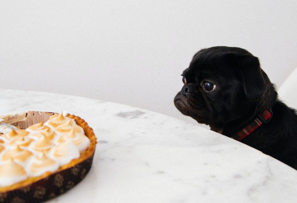 8 Tips For A Healthy Pet Coat​