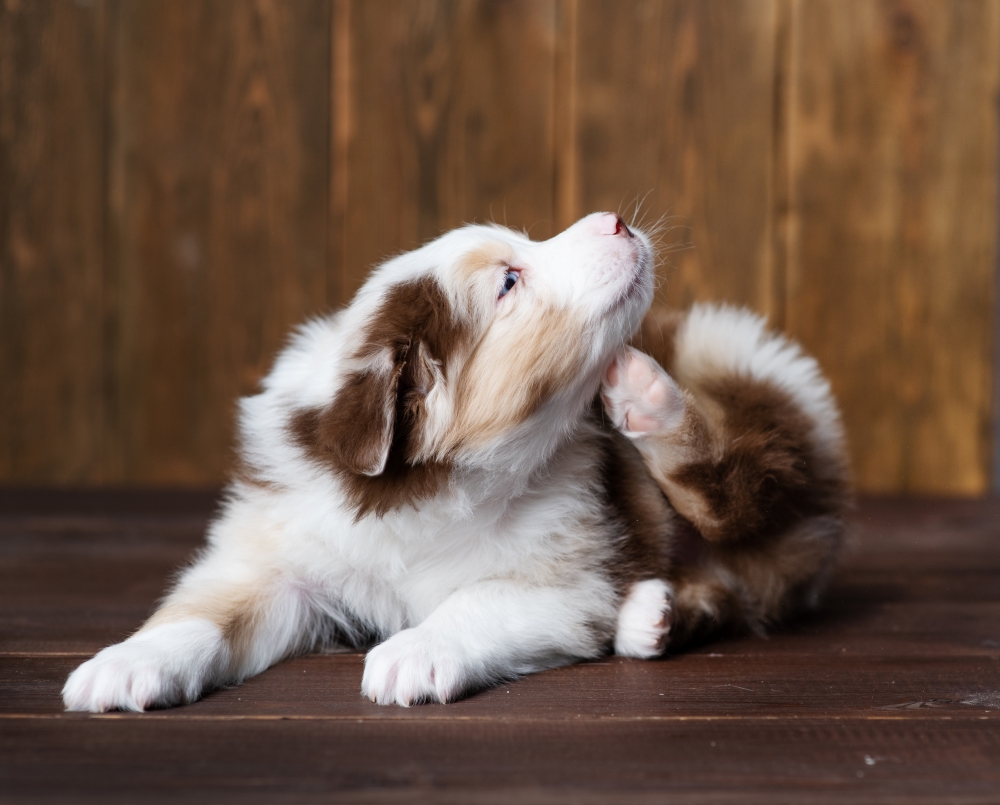 The Itchy Dog Guide: Understanding and Treating Canine Skin Allergies